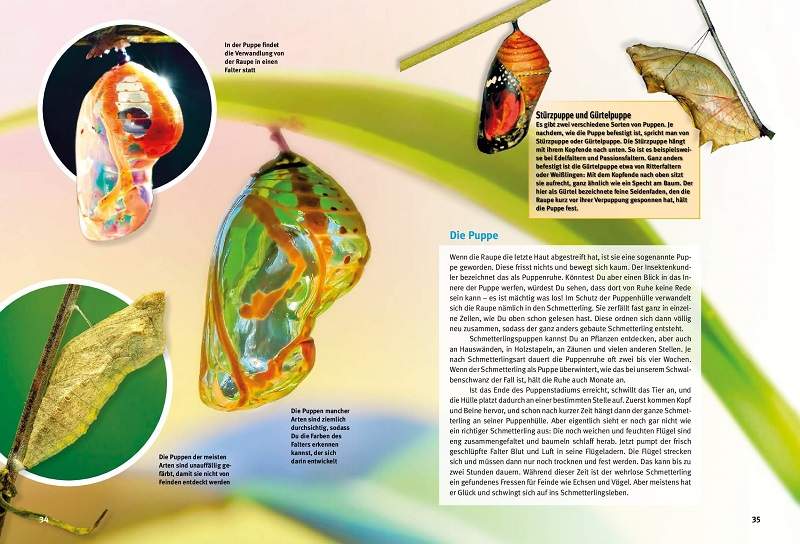 Preview: Entdecke die Schmetterlinge
